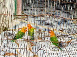Green Opaline