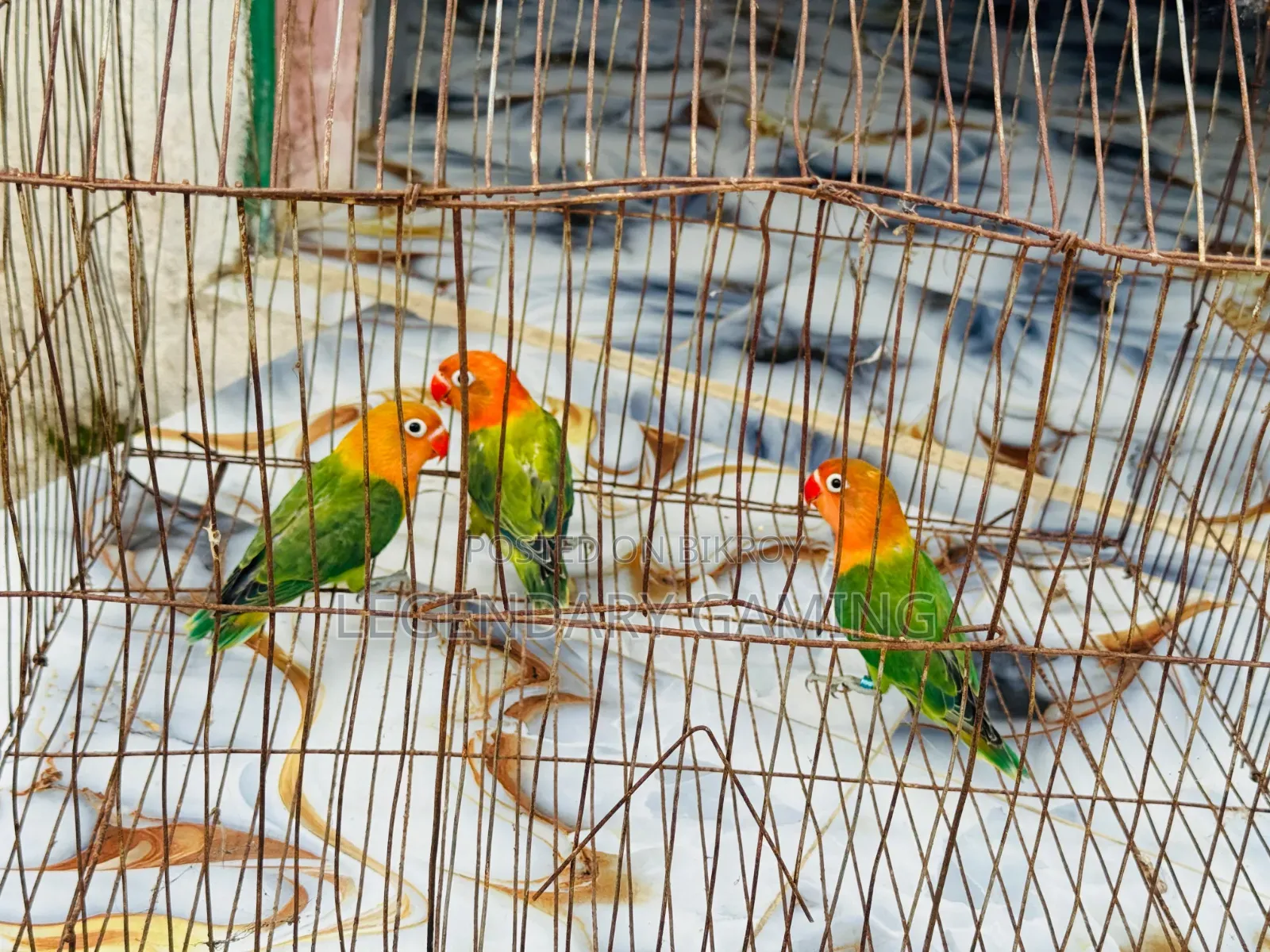 Green Opaline
