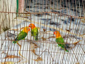 Green Opaline