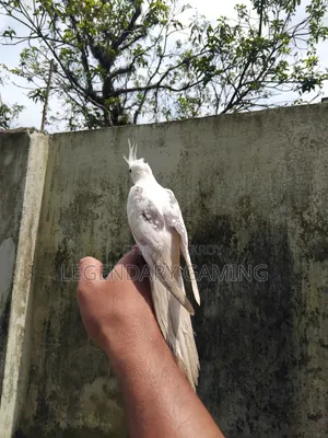 Cokatile Albino V Pide