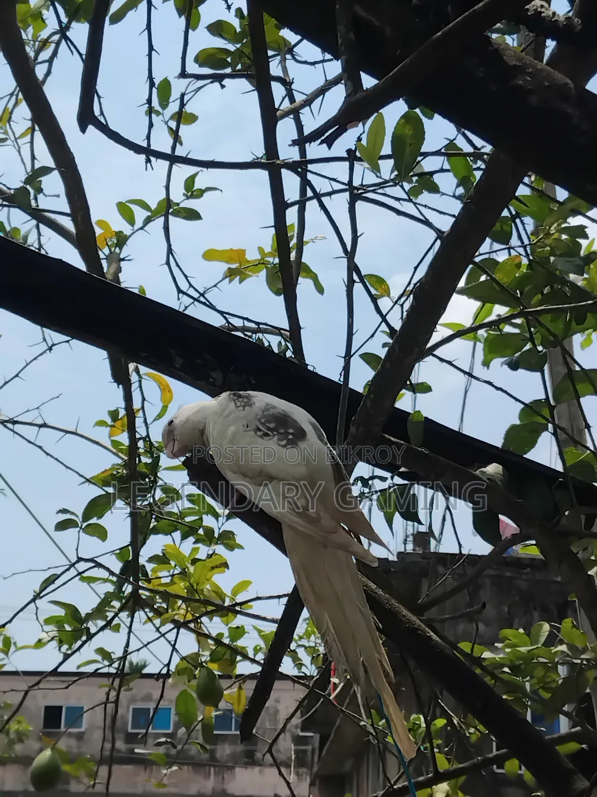 Cokatile Albino V Pide