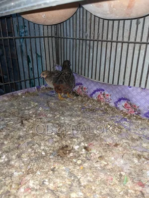 King Quail