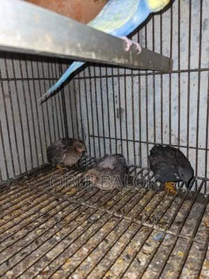 King Quail