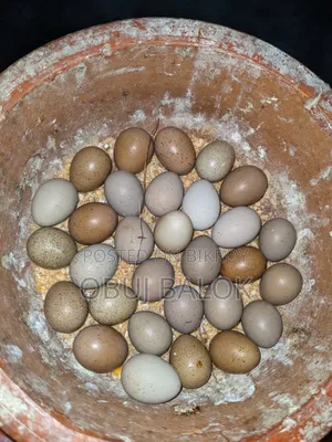 King Quail