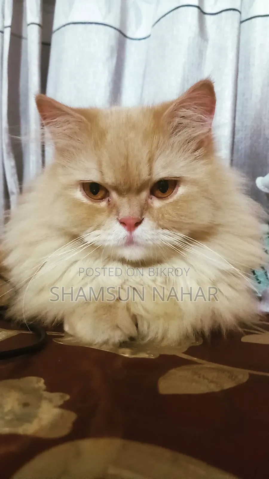 6-12 Months Male Purebred Persian