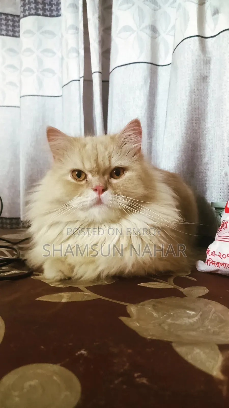 6-12 Months Male Purebred Persian