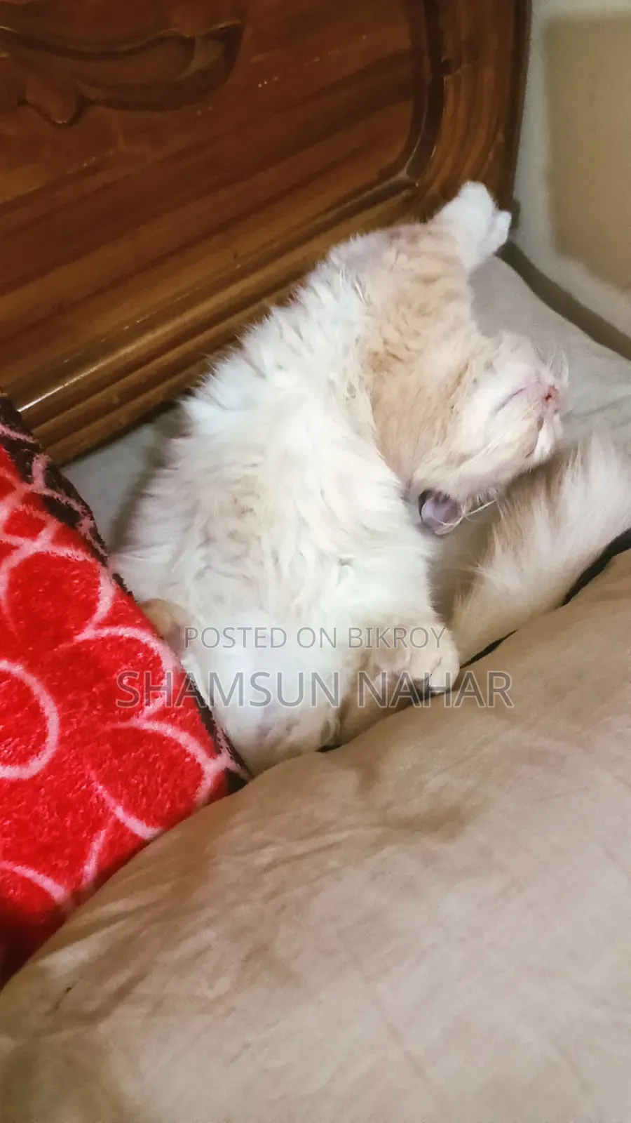 6-12 Months Male Purebred Persian