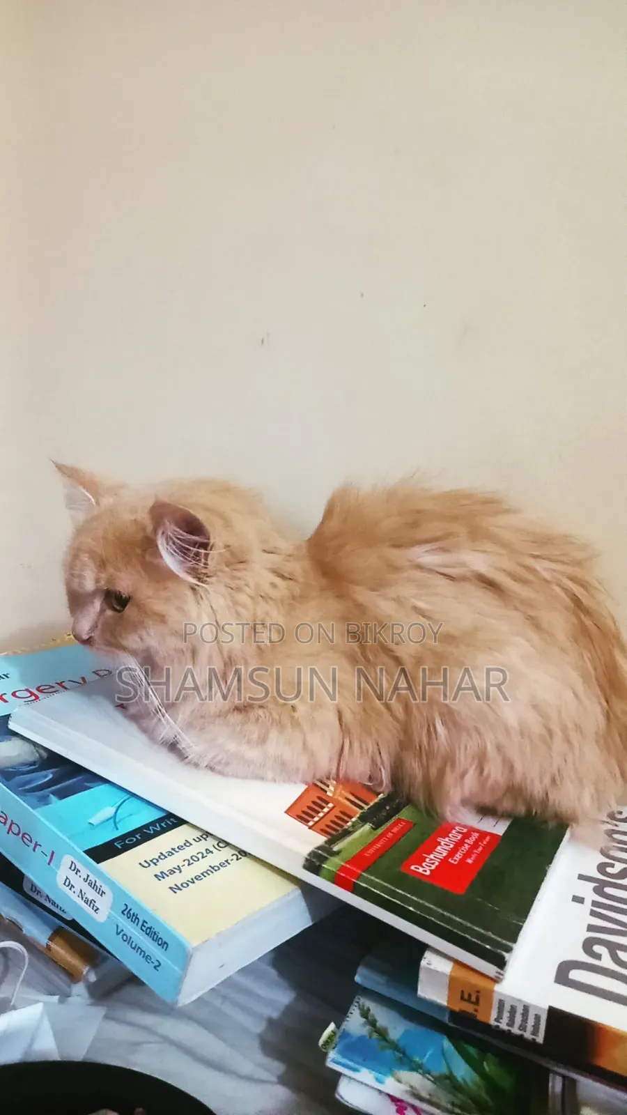 6-12 Months Male Purebred Persian