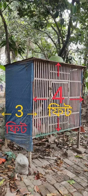 কবুতরের দাবড়ি