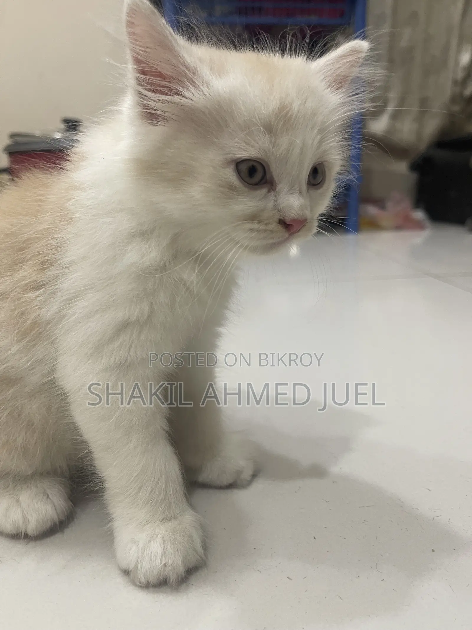 1-3 Months Male Purebred Persian