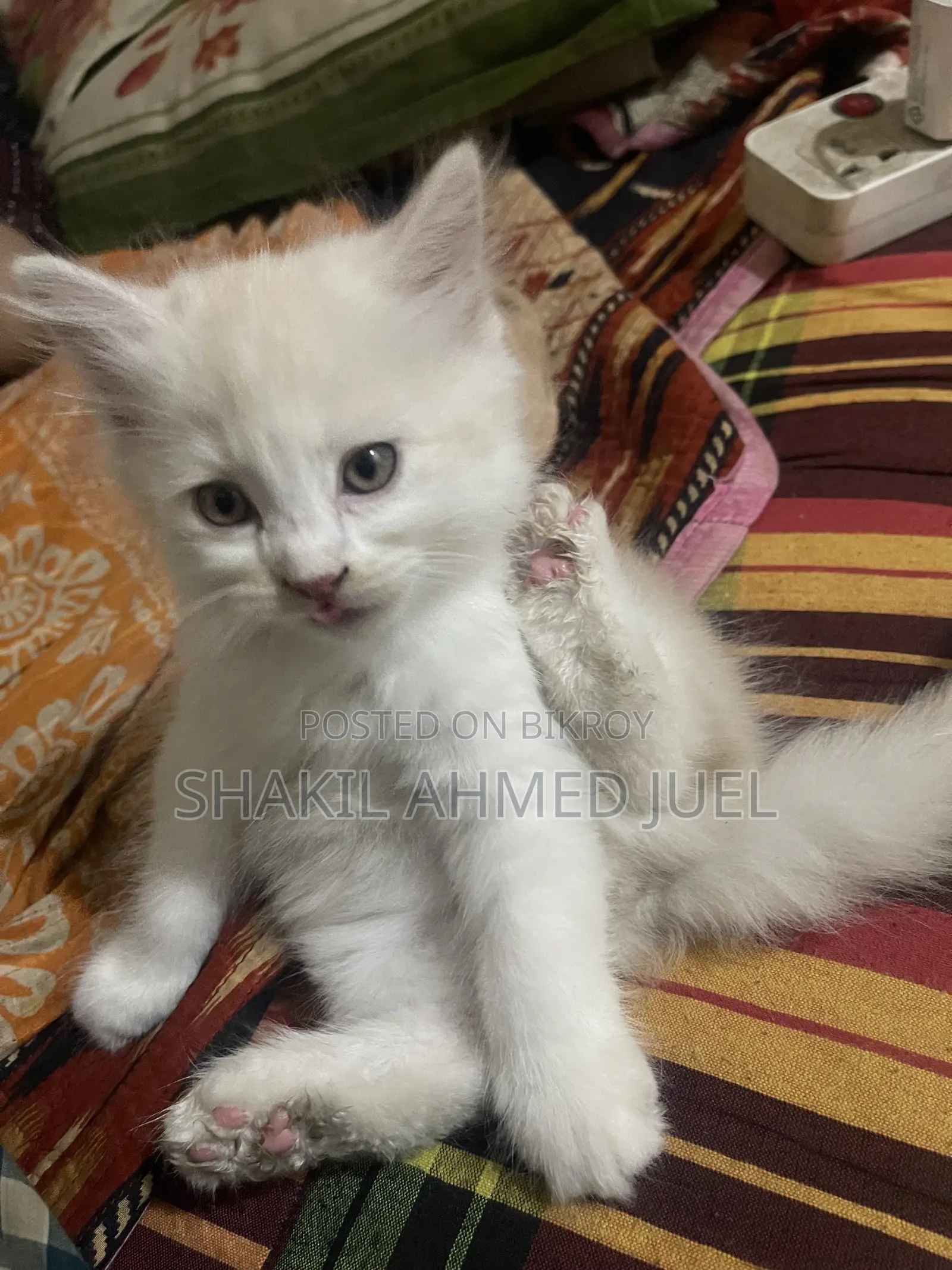 1-3 Months Male Purebred Persian