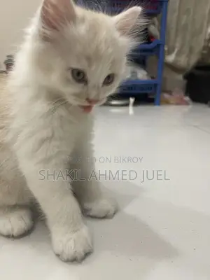 1-3 Months Male Purebred Persian