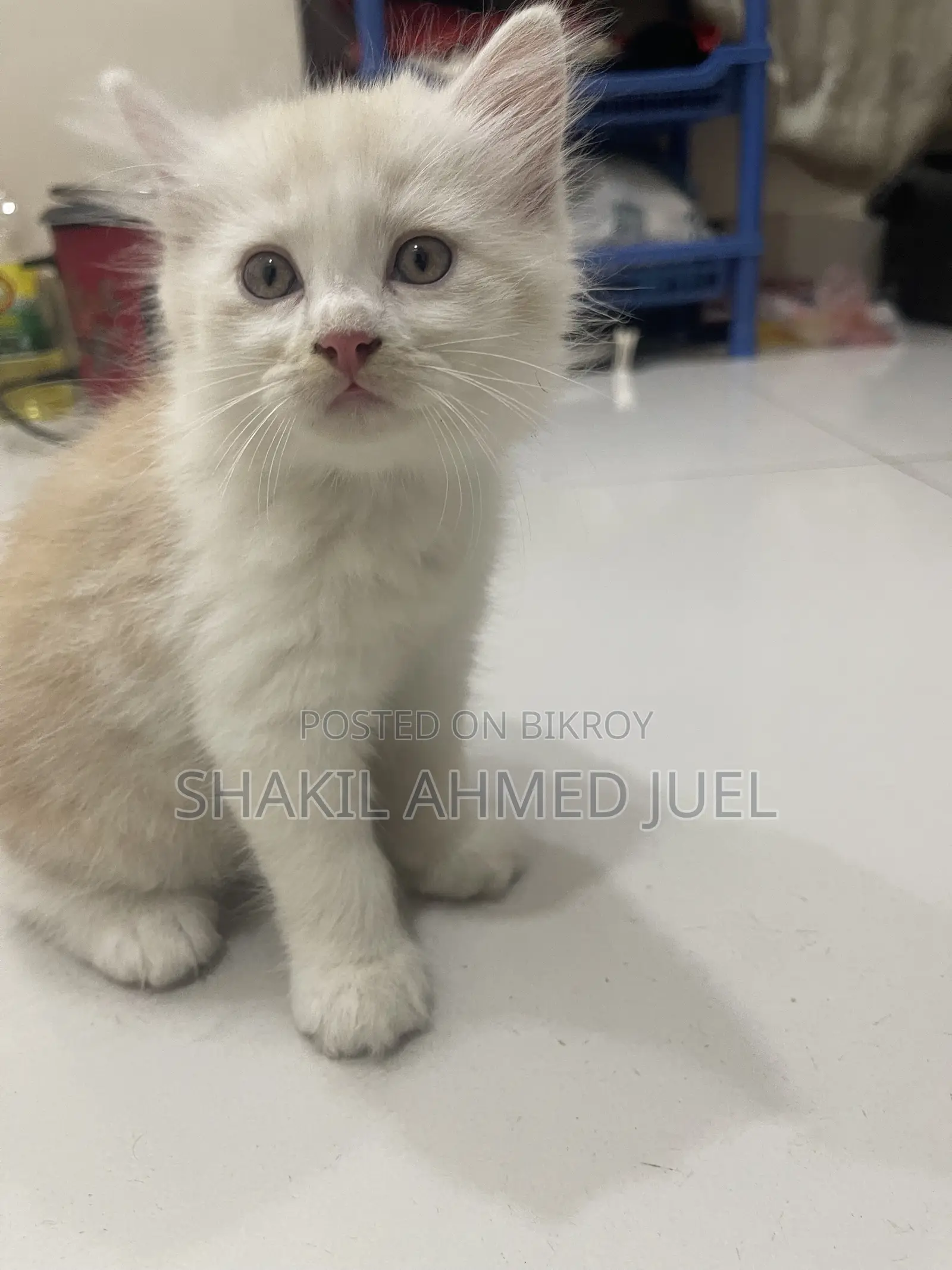 1-3 Months Male Purebred Persian