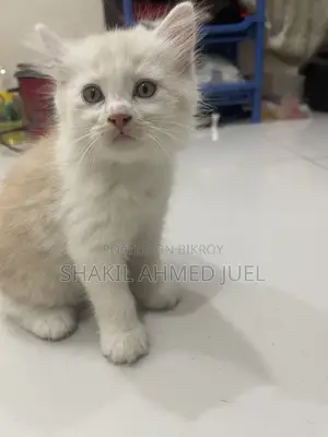 1-3 Months Male Purebred Persian
