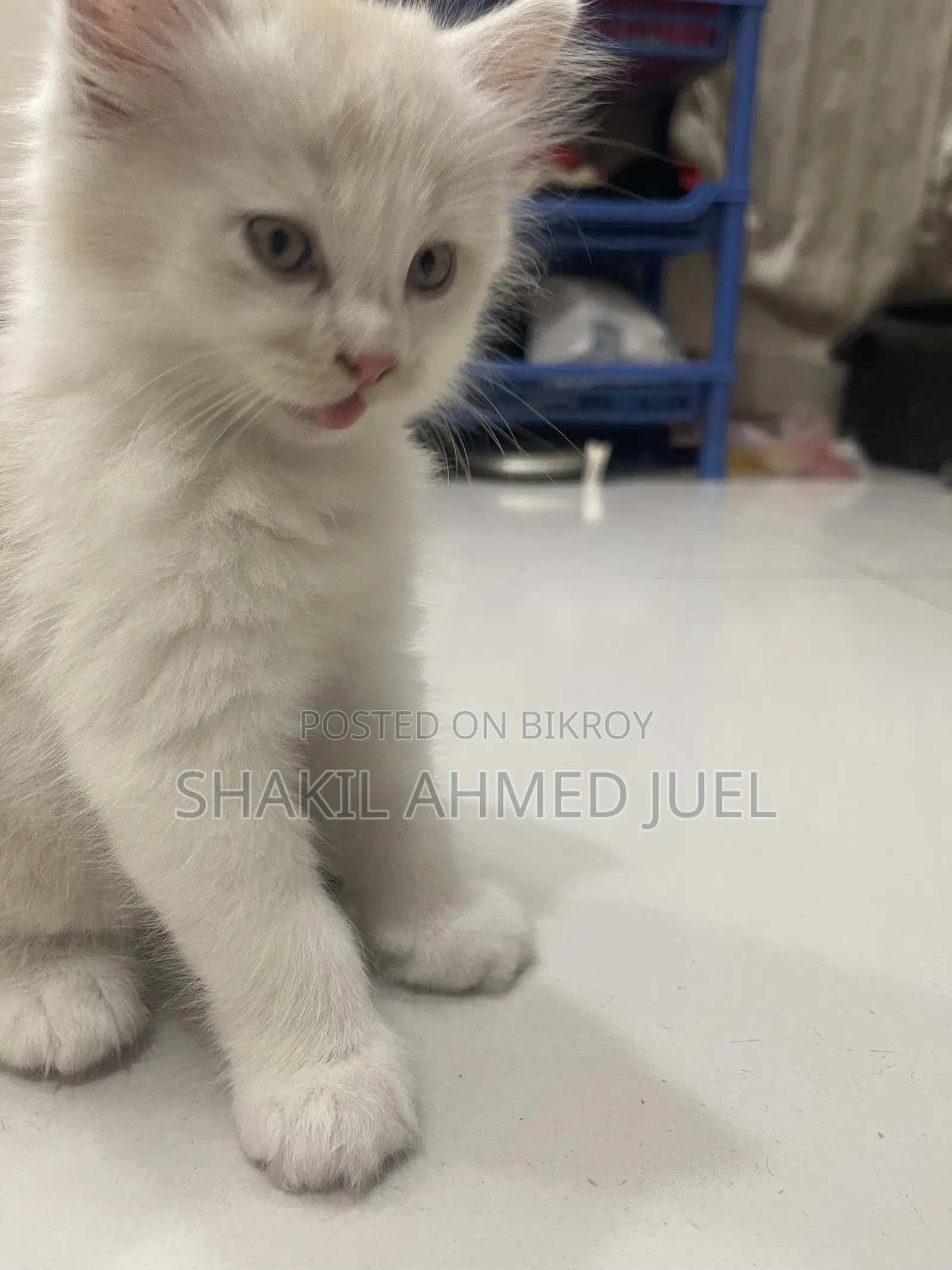 1-3 Months Male Purebred Persian