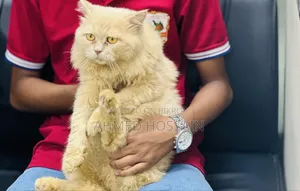 6-12 Months Male Purebred Persian