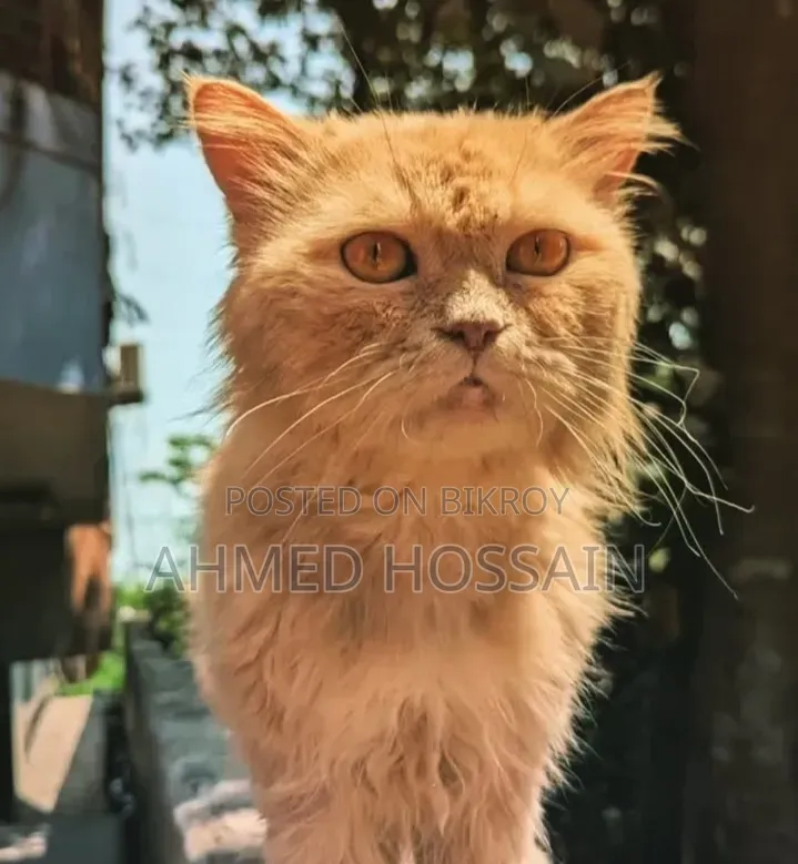 6-12 Months Male Purebred Persian
