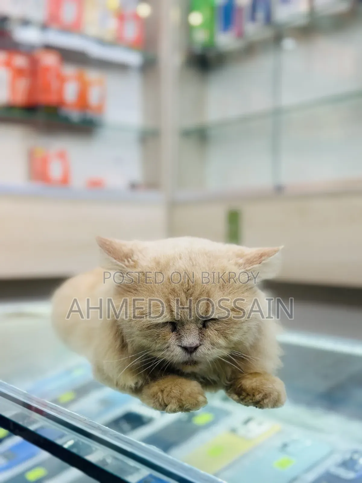 6-12 Months Male Purebred Persian