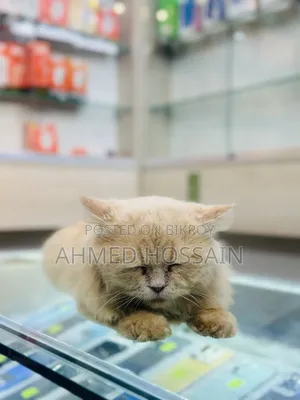 6-12 Months Male Purebred Persian