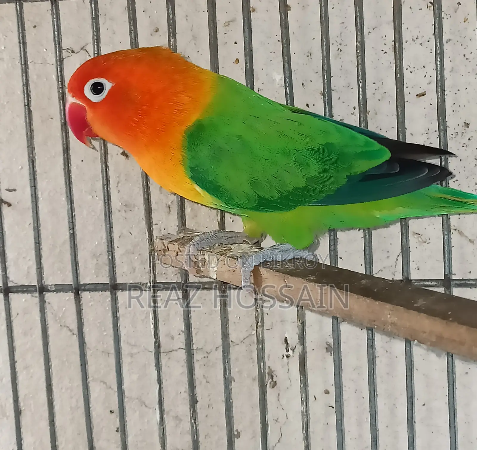 Green Opaline Love Bird