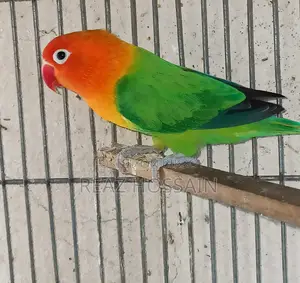 Green Opaline Love Bird