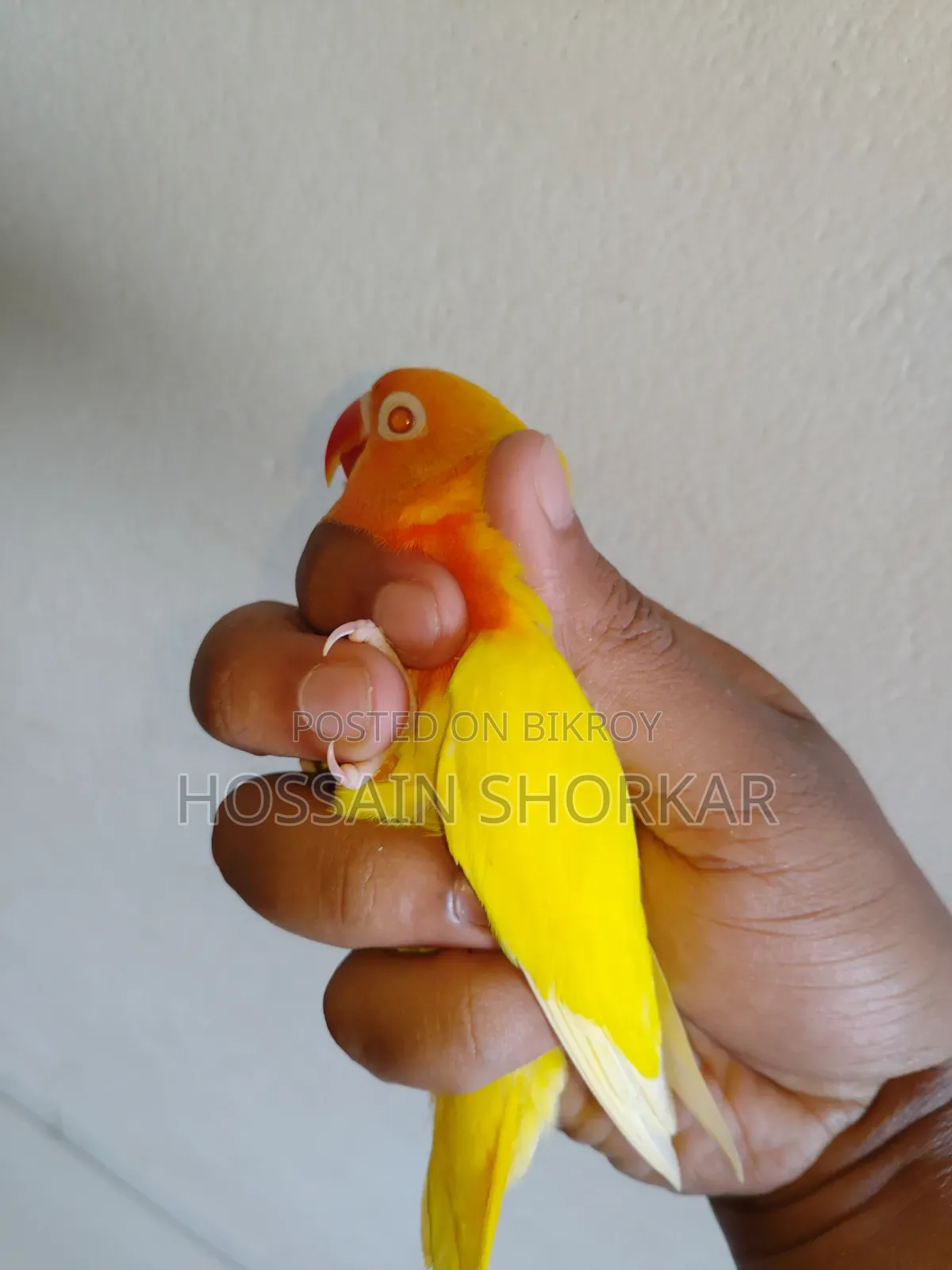 গ্রিন ফিশার লাভবার্ড বি১বি২ জোড়া