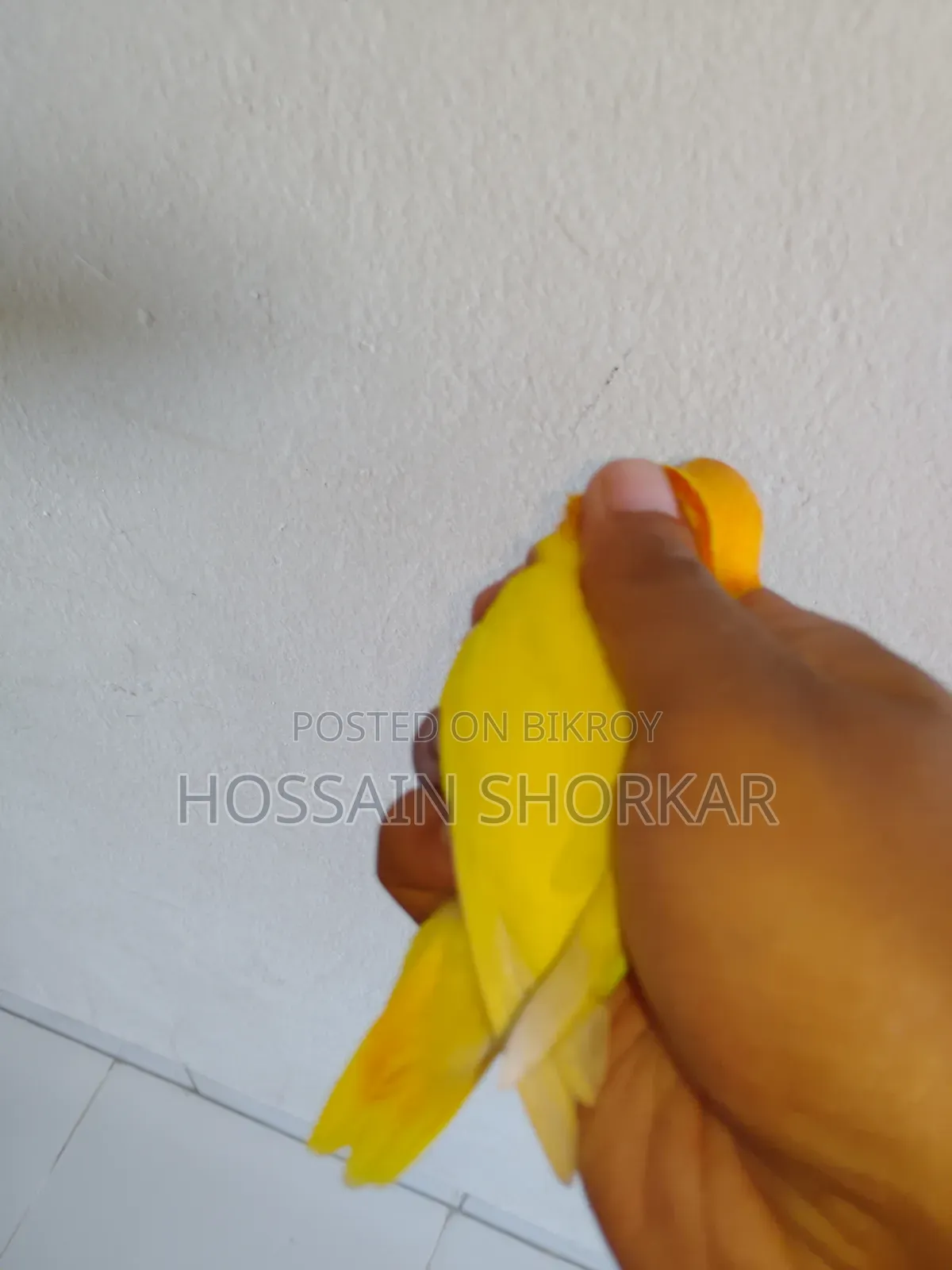 গ্রিন ফিশার লাভবার্ড বি১বি২ জোড়া