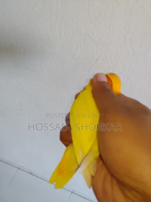 গ্রিন ফিশার লাভবার্ড বি১বি২ জোড়া