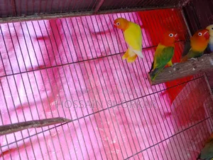 গ্রিন ফিশার লাভবার্ড বি১বি২ জোড়া