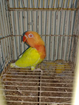 গ্রিন ফিশার লাভবার্ড বি১বি২ জোড়া