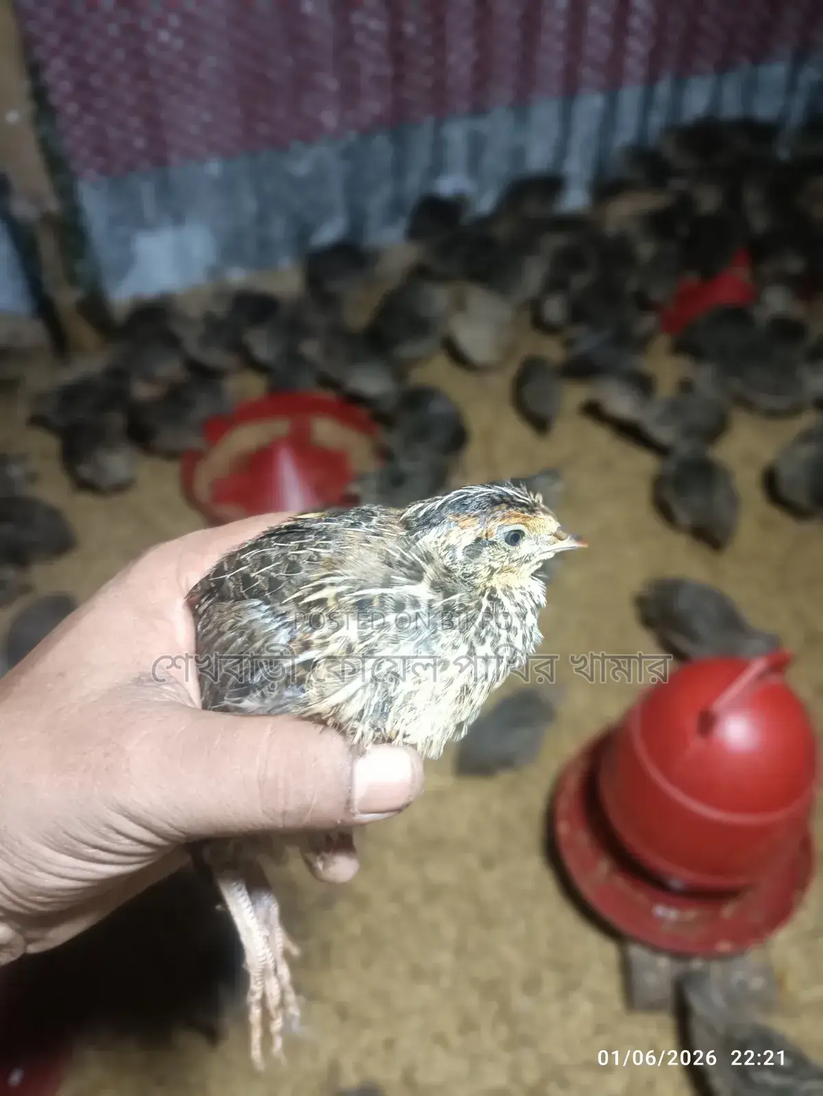 মহিলা ও পুরুষ কোয়েল পাখি পাইকারি ও খুচরা দামে বিক্রি চলছে।
