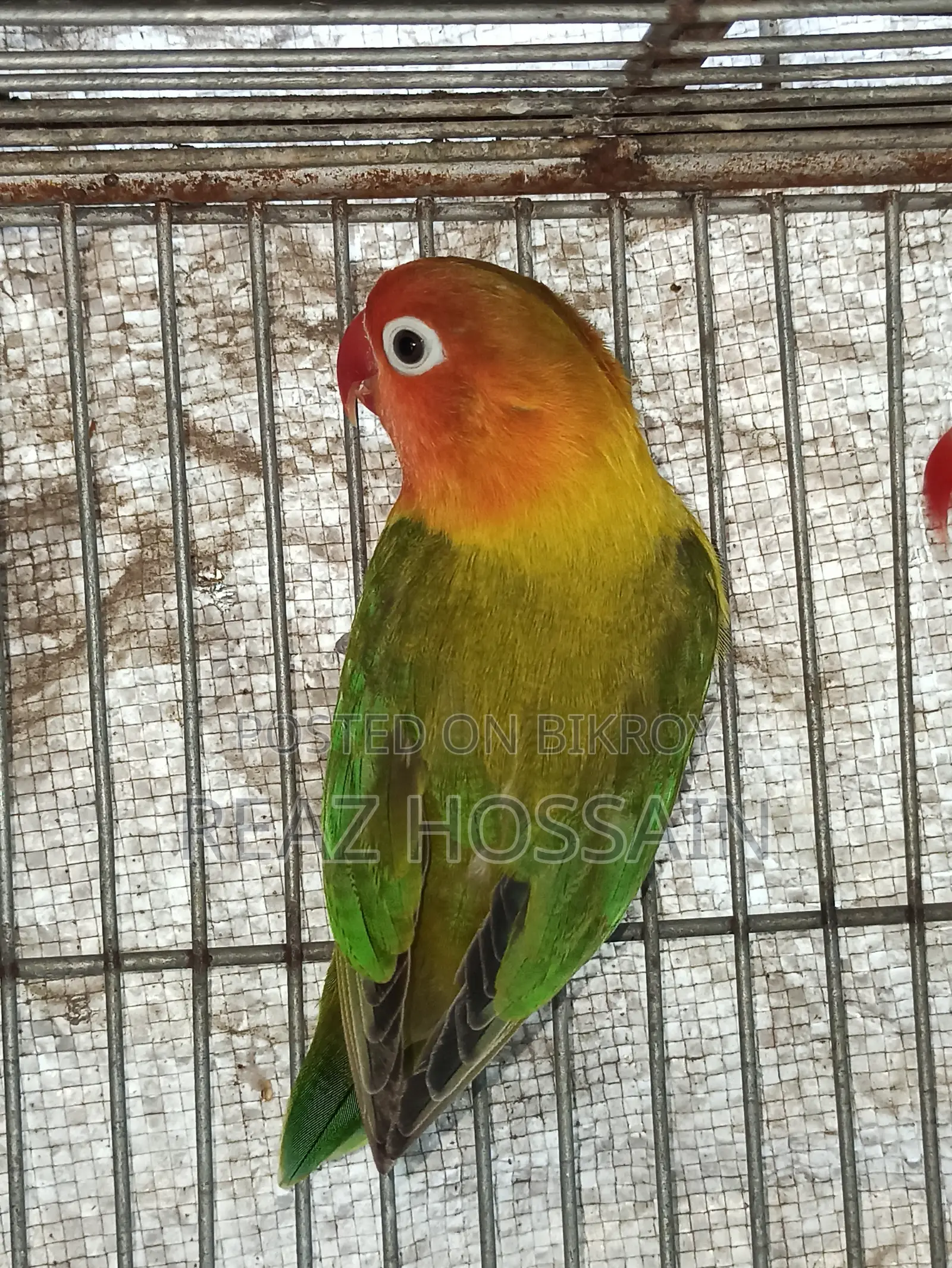 Green Opaline Love Bird