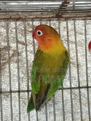 Green Opaline Love Bird
