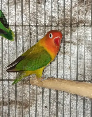Green Opaline Love Bird