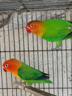 Green Opaline Love Bird