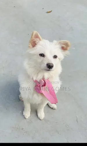 6-12 Months Female Purebred Japanese Spitz
