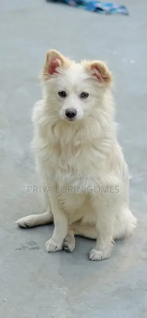 6-12 Months Female Purebred Japanese Spitz