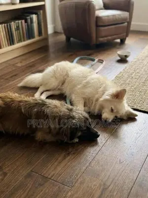 6-12 Months Male Purebred Japanese Spitz
