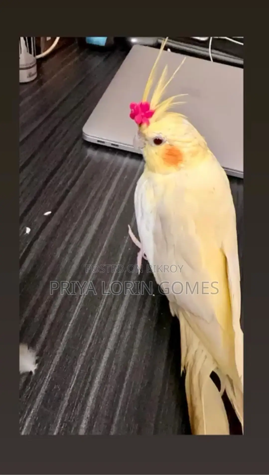 Cockatiel Bird for Sell