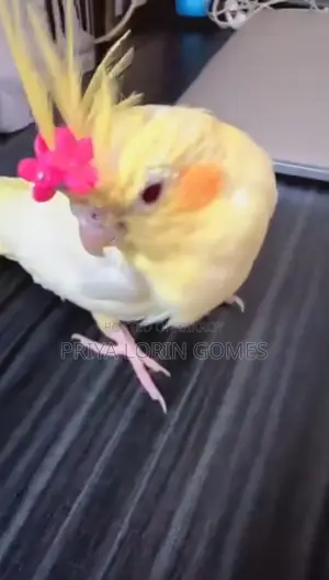 Cockatiel Bird for Sell