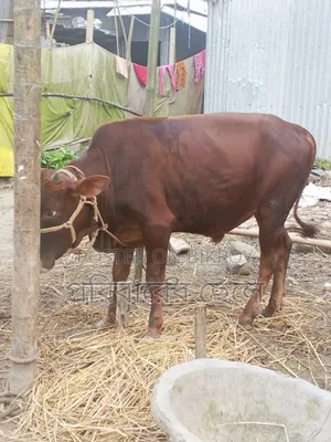নিজের পালা গরু