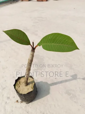 Kathgolap P8 Sapling