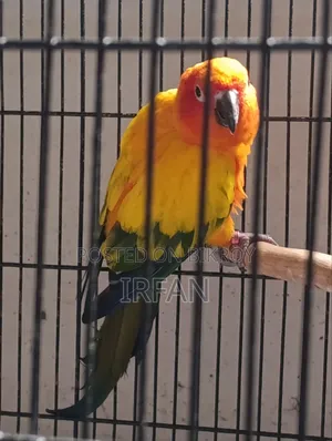 ডিআরএফ সান কনিউর রানিং পেয়ার