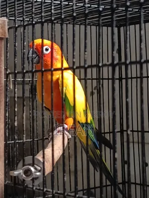 ডিআরএফ সান কনিউর রানিং পেয়ার