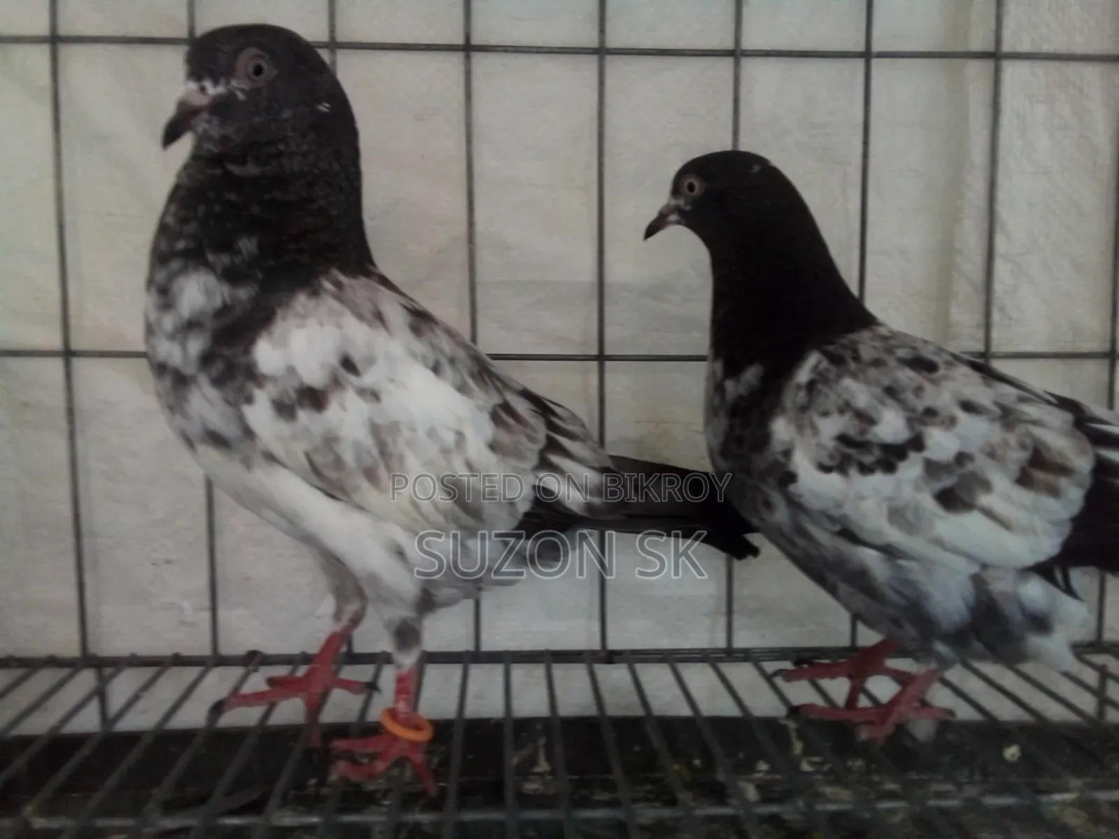 টেডি কবুতর ১২৮