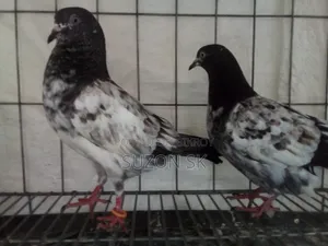 টেডি কবুতর ১২৮