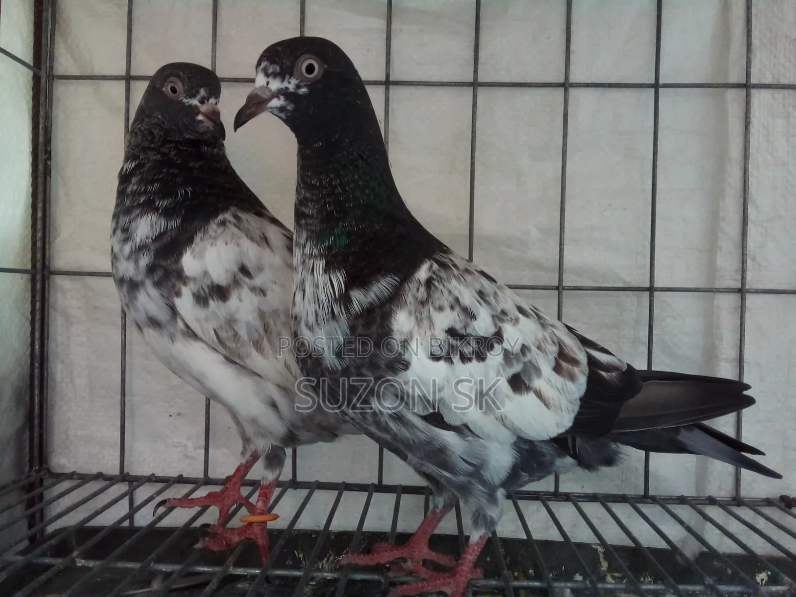 টেডি কবুতর ১২৮