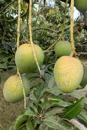 Satkhira's Sweet Himsagar Mango