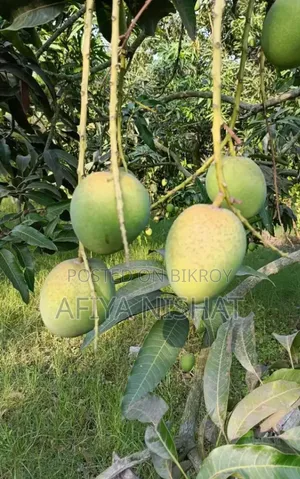 Satkhira's Sweet Himsagar Mango