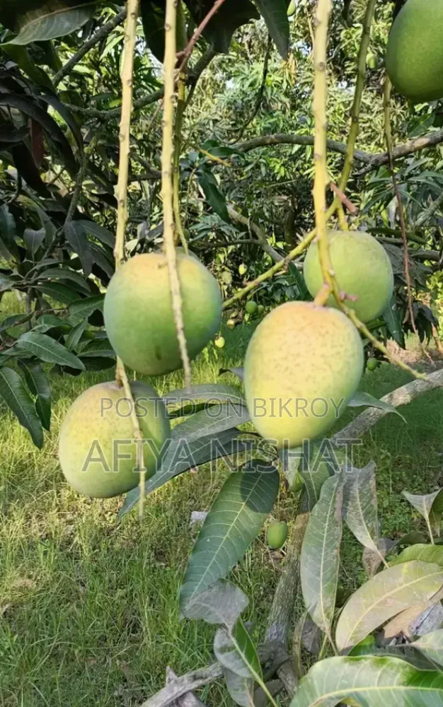 Satkhira's Sweet Himsagar Mango
